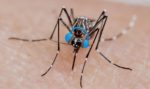 Необычное открытие: комары не переносят музыку Skrillex